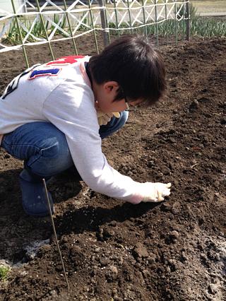 お兄ちゃんのじゃがいも