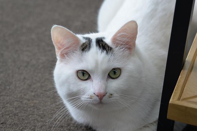 川西鈑金の看板ネコ　”福丸”　の紹介