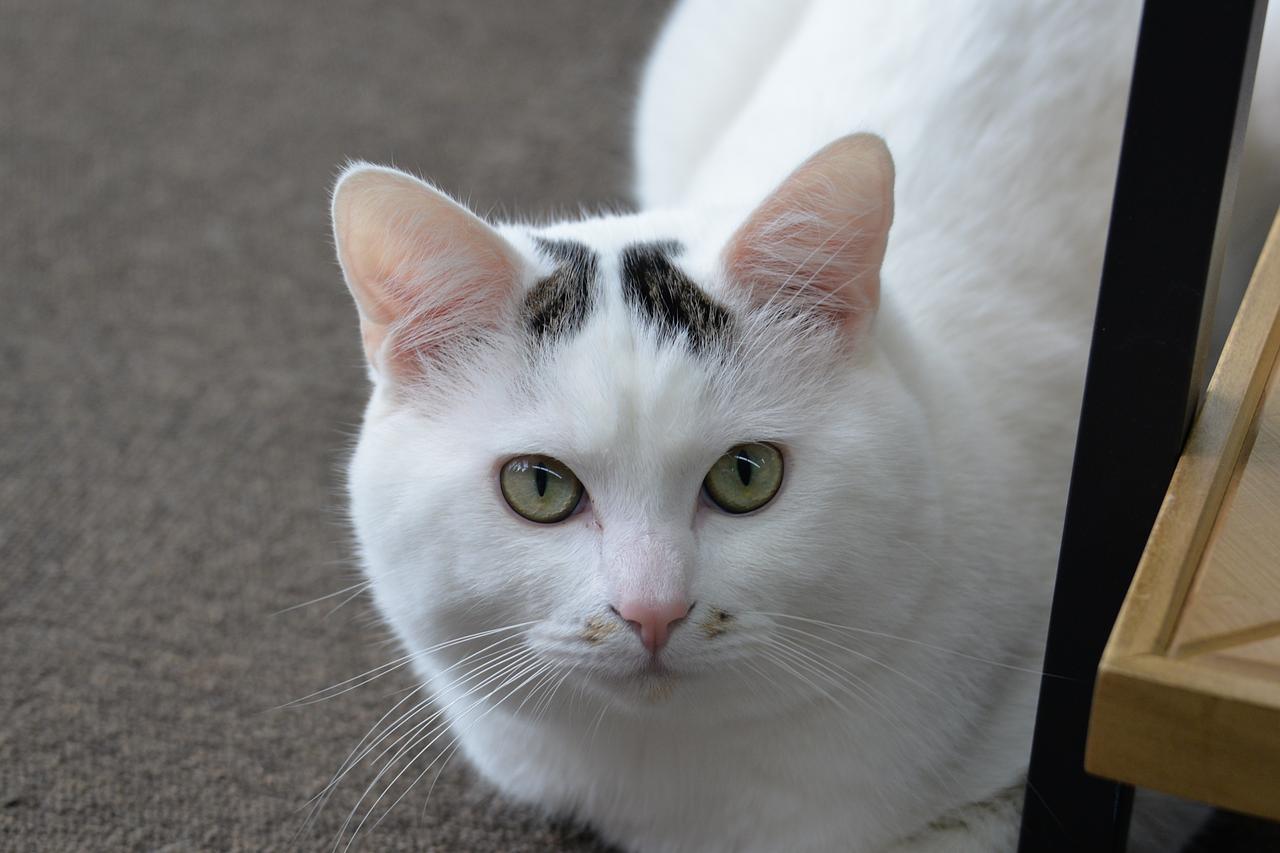 川西鈑金の看板ネコ　”福丸”　の紹介